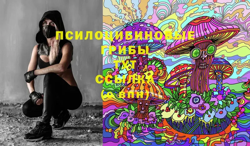 наркотики  Салаир  Псилоцибиновые грибы Psilocybe 